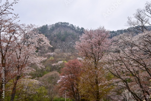 日本の奈良の満開の桜