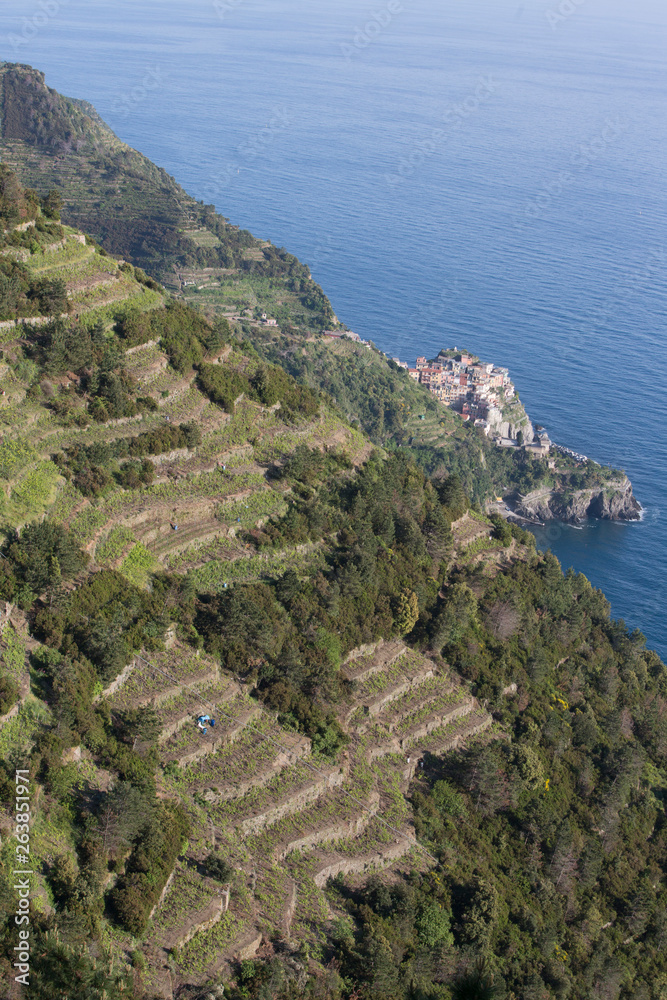 Vinyards by the sea Cinque Terre Liguria Italy