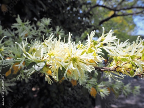 aodamo Fraxinus lanuginosa f. serrata photo