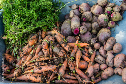 Fresh vegetables from garden: carrots, red beet and green parsley. The autumn harvest.