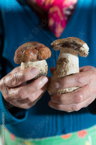 Porcini Mushrooms