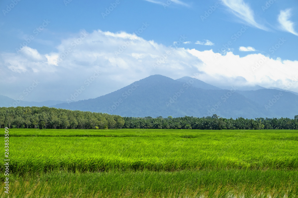 Green fields outside the city