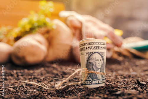 Making profit from organic farming of potato and parsley