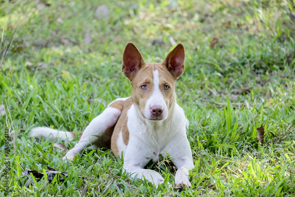 Thai breed brown-white dog