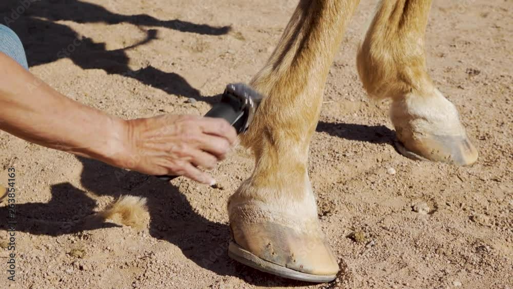 Trimming excess hair from a horse's fetlock in preparation of a horse