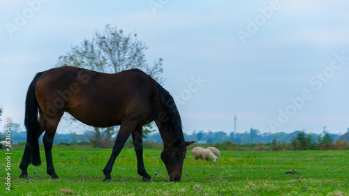 A black horse eating grass on the plain of Giethoorn  the Netherlands.