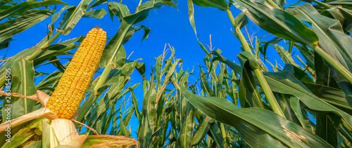 Corn on the cob photo