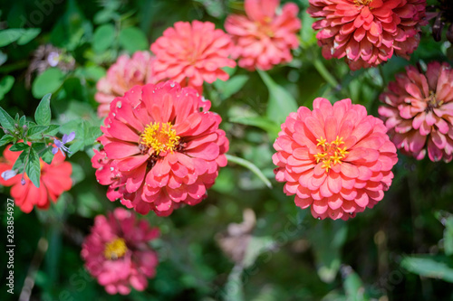 Many zinnia flowers