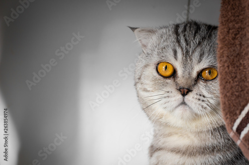 Portrait scottish fold cat in the room.