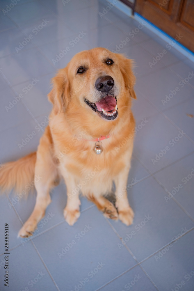 Golden Retriever dog brown