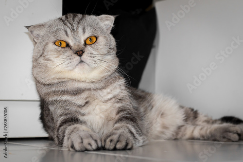 Scottish fold cat that crouched on the floor. © P Stock