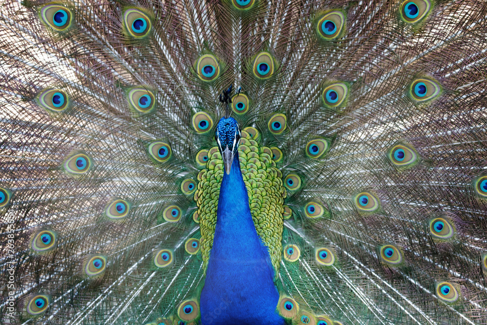 Obraz premium Amazing peacock during his exhibition