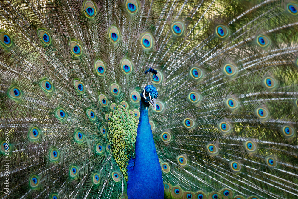 Fototapeta premium Amazing peacock during his exhibition