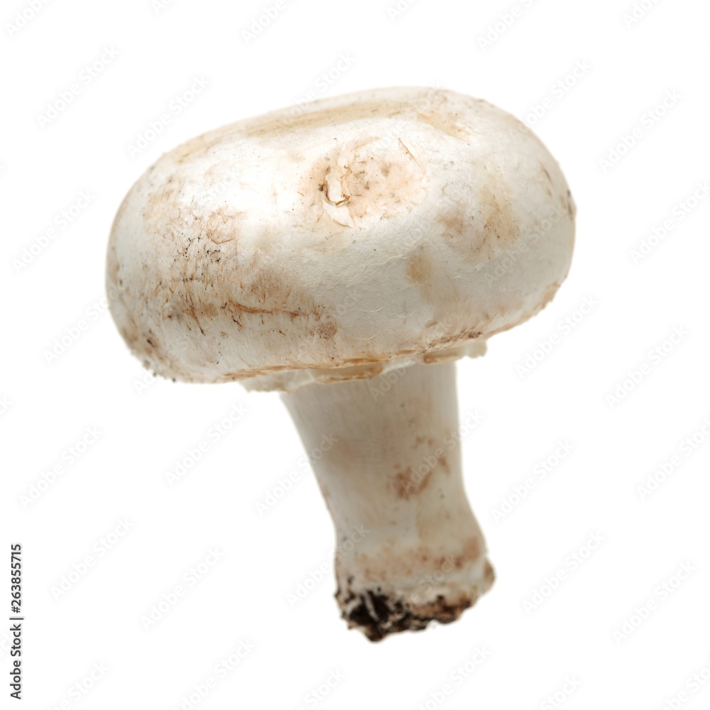 White mushrooms on white background White mushrooms on white background