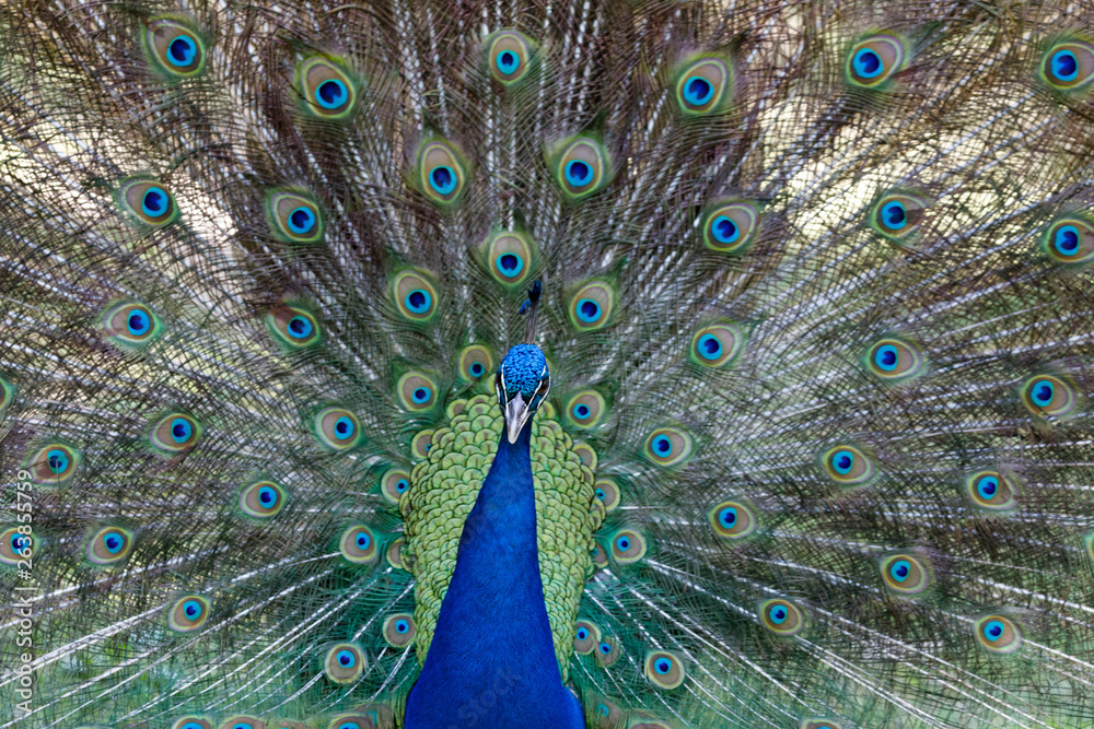 Fototapeta premium Amazing peacock during his exhibition