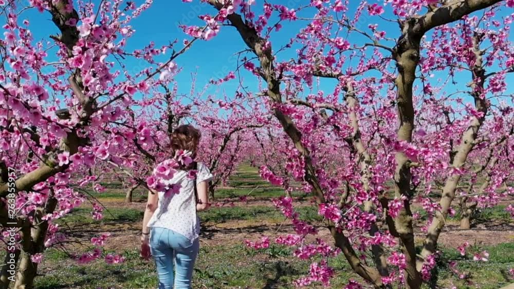Attractive Woman Walking in Through a Cherry Blossoom Orchard with Flying Pink Petals in Slow Motion Attractive Woman Walking in Through a Cherry Blossoom Orchard with Flying Pink Petals in Slow Motion