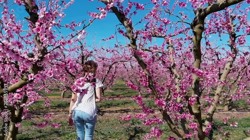 Attractive Woman Walking in Through a Cherry Blossoom Orchard with Flying Pink Petals in Slow Motion photo
