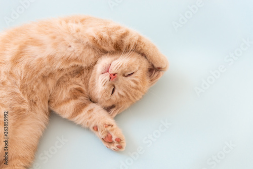 Cute Sleeping kitten with paws up on blue background. Copy space. For banner. Cozy home concept photo