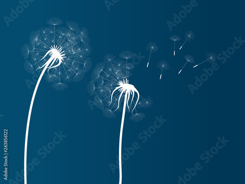 vector illustration of white dandelion  silhouettes on blue background