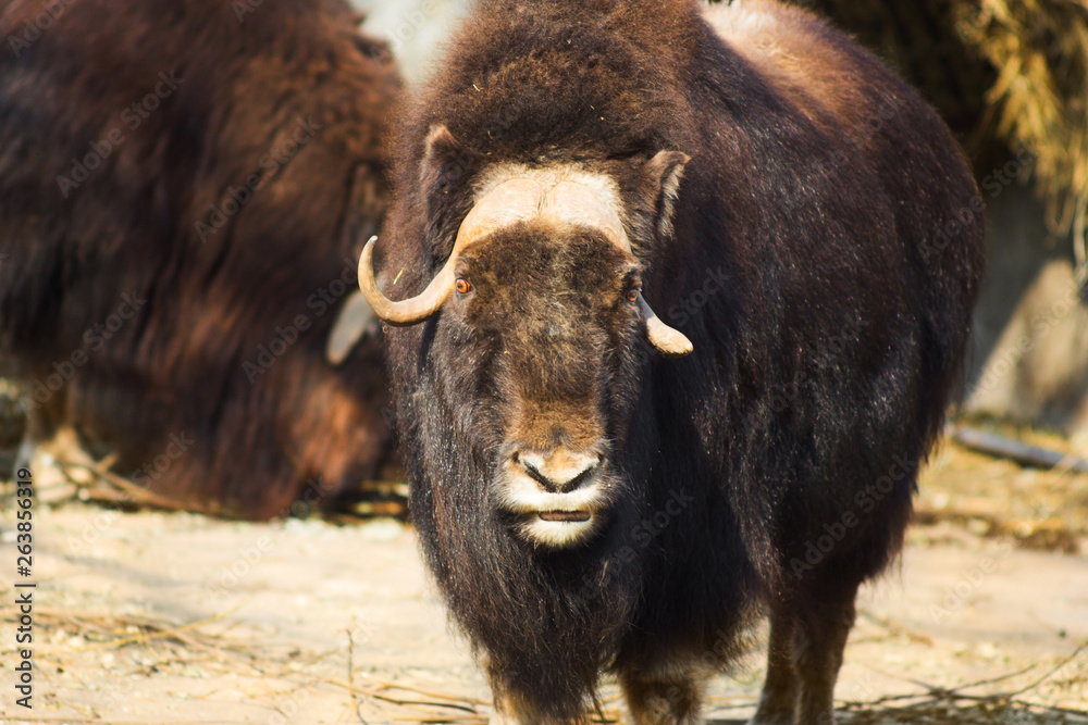 Wild musk ox in the nature. Wildlife of big animals. Yak Stock Photo |  Adobe Stock