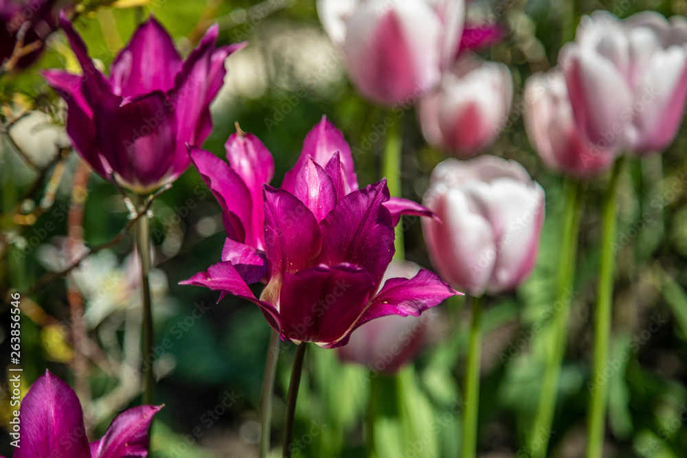 Obraz premium British Garden Flowers 