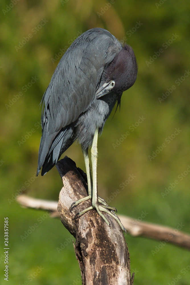 Fototapeta premium Little blue heron in Tortuguero NP in Costa Rica