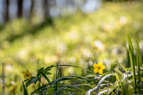 Detail of yellow flower in spring forest