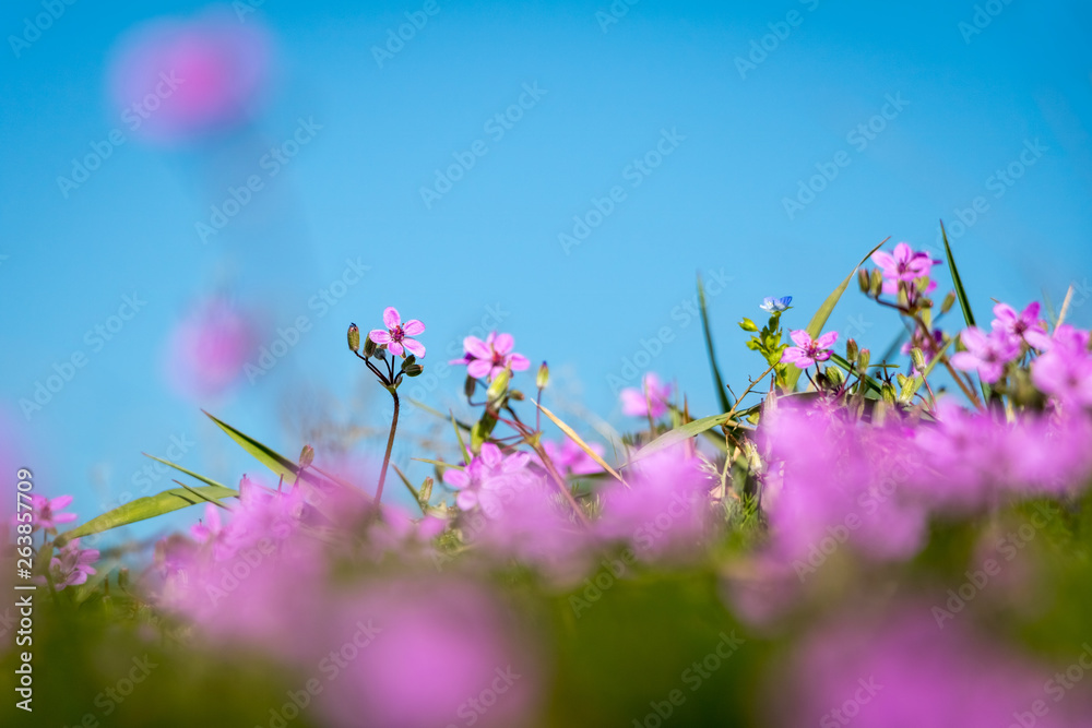 Detail of pink flowers on spring meadow under blue sky Detail of pink flowers on spring meadow under blue sky
