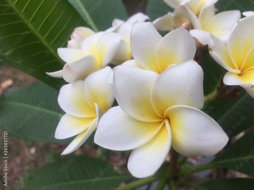 Fototapeta premium Champa flowers in the garden.