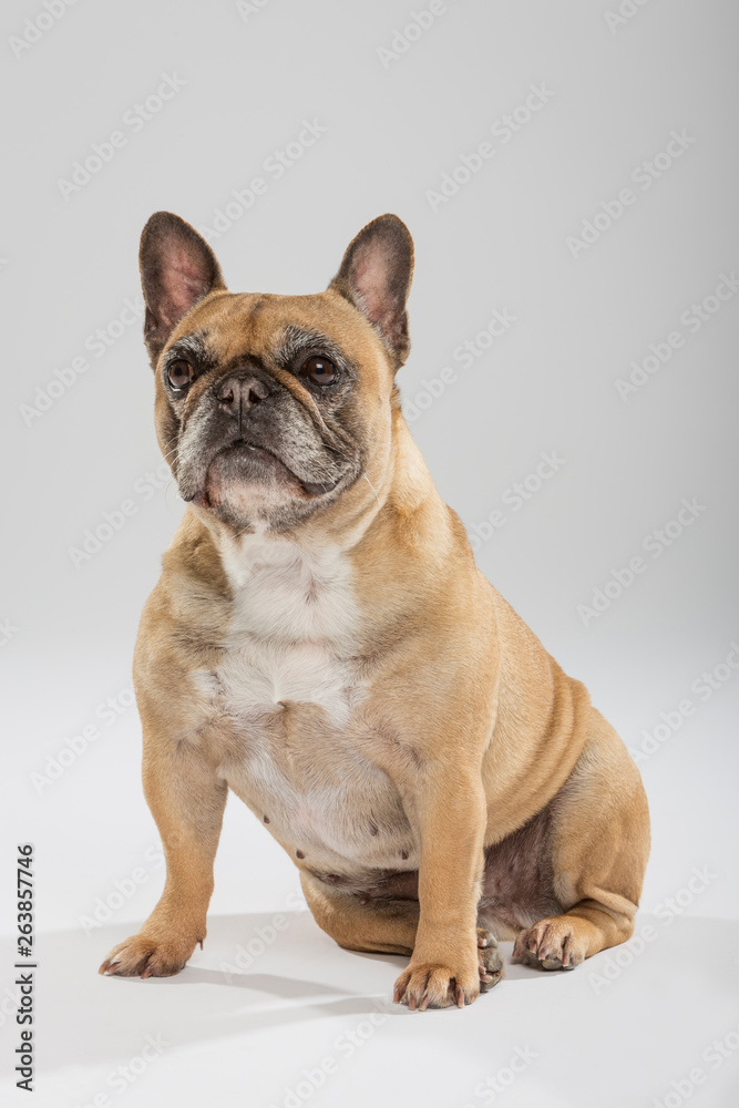 Studio portrait of an expressive French Bulldog dog against neutral background