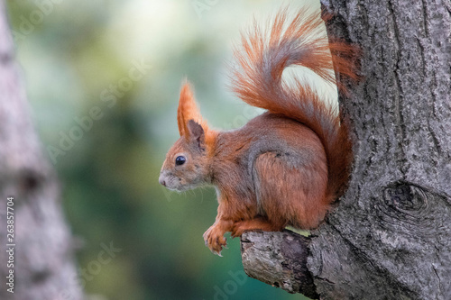 squirrel on tree © Dagna