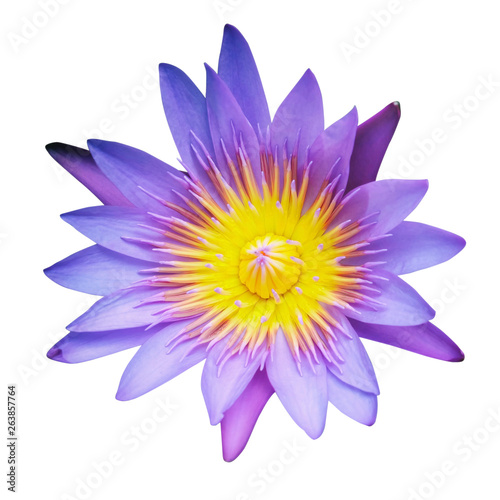 Water Lily or Lotus Flower Isolated on White Background.