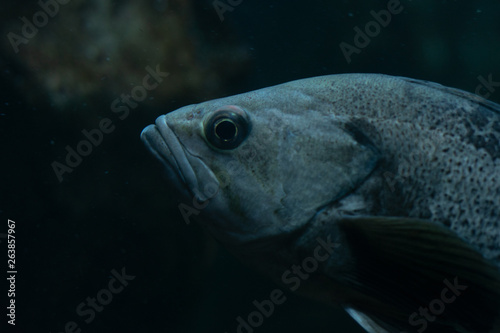 fish in an aquarium