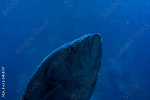 fish in aquarium