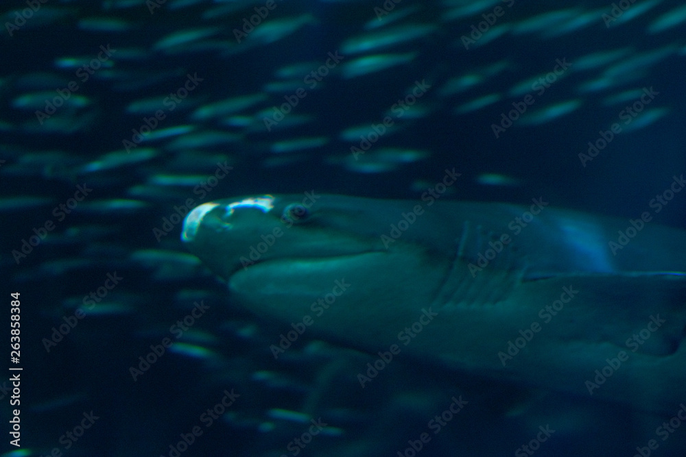 shark with fish in background shark with fish in background