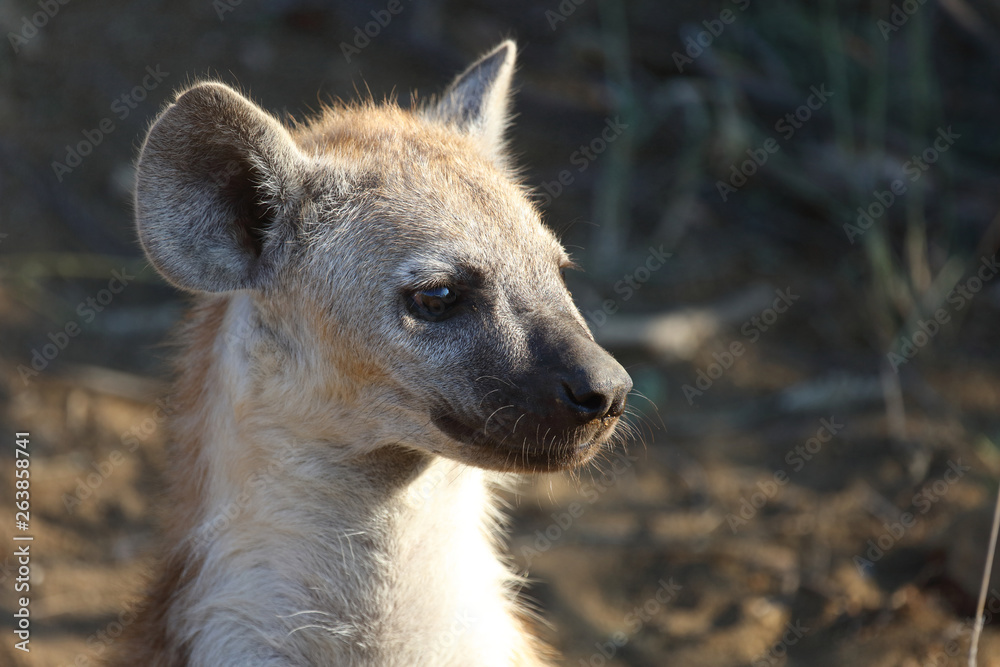 Tüpfelhyäne / Spotted Hyaena / Crocuta crocuta. Tüpfelhyäne / Spotted Hyaena / Crocuta crocuta.