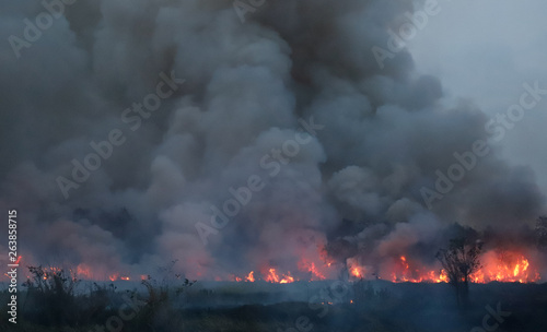 Extensive forest fire with heavy dark smoke in tropical forest. Cause of deforestation. 