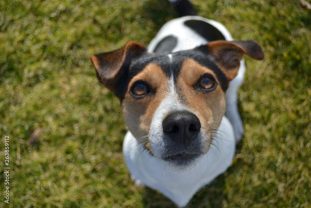 Jack Russel Terrier 