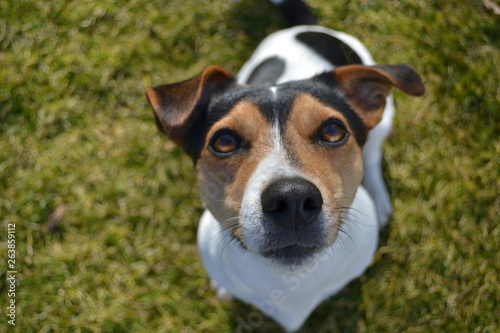 Jack Russel Terrier 