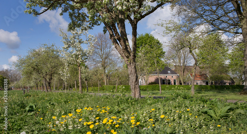 Ruinerwold Drente Netherlands. Village countrylife. Dr. Laryweg peartrees photo