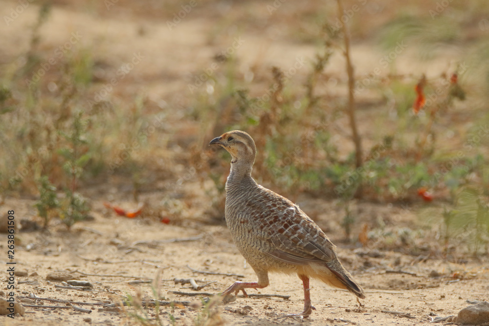 Grey Francolin walks for evening food 