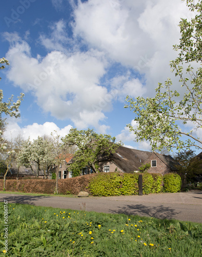 Ruinerwold Drente Netherlands. Village countrylife. Dr. Laryweg peartrees photo