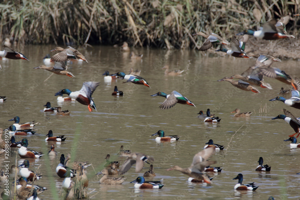 Fototapeta premium Flock Of Northern Shovlers