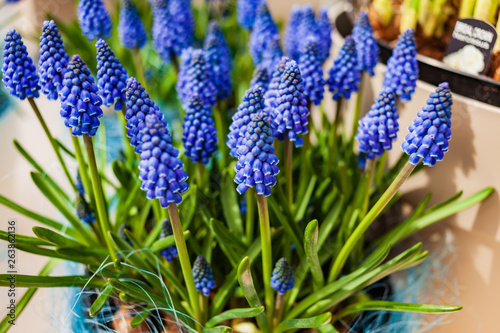 bright muscari flowers in the pot
