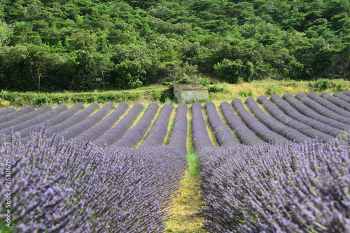 provence