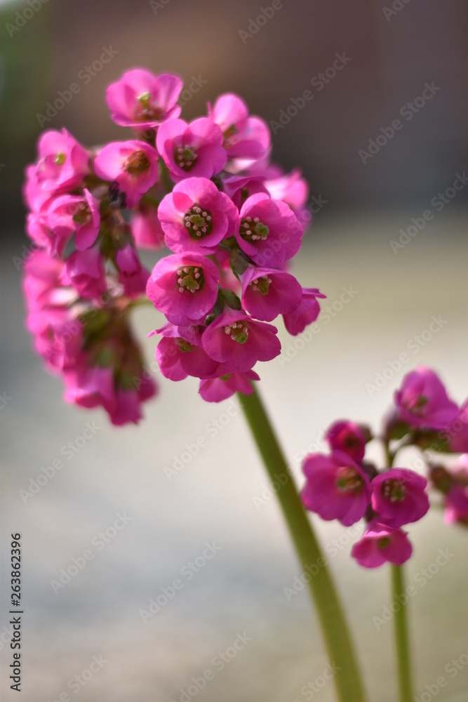 Fototapeta premium Blüten einer Bergenie (Bergenia)