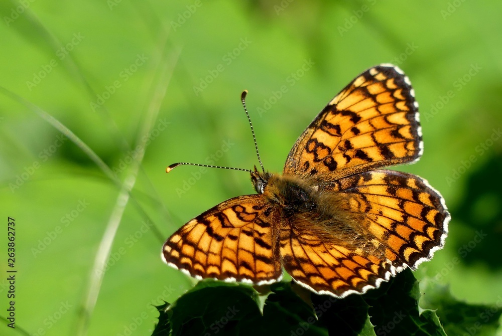 Obraz premium papillon