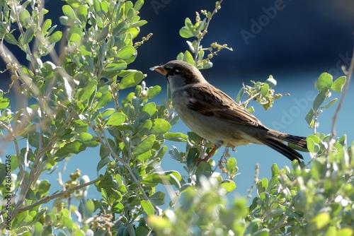 moineau