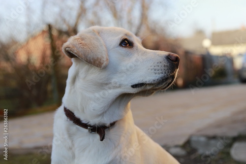 dog lablador, very cool 