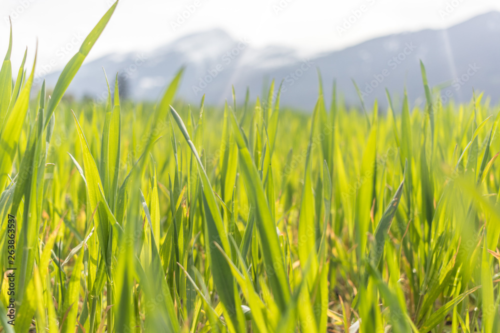 Obraz premium field of green wheat